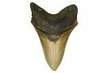Serrated Fossil Megalodon Tooth - North Carolina #172617-1